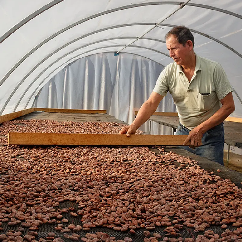 Cacao orgánico kinsuri